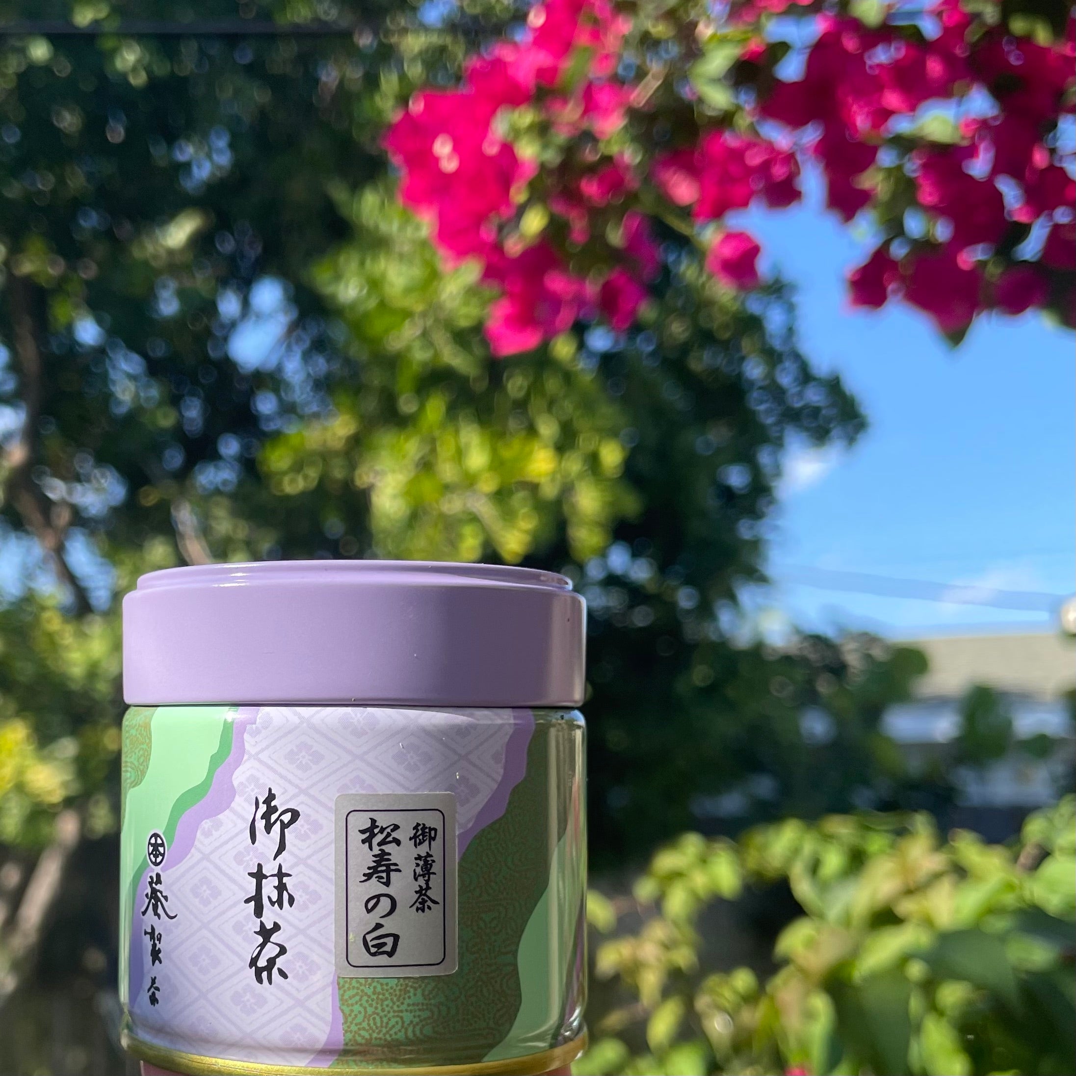 "Aoi no Homare" Usucha Matcha