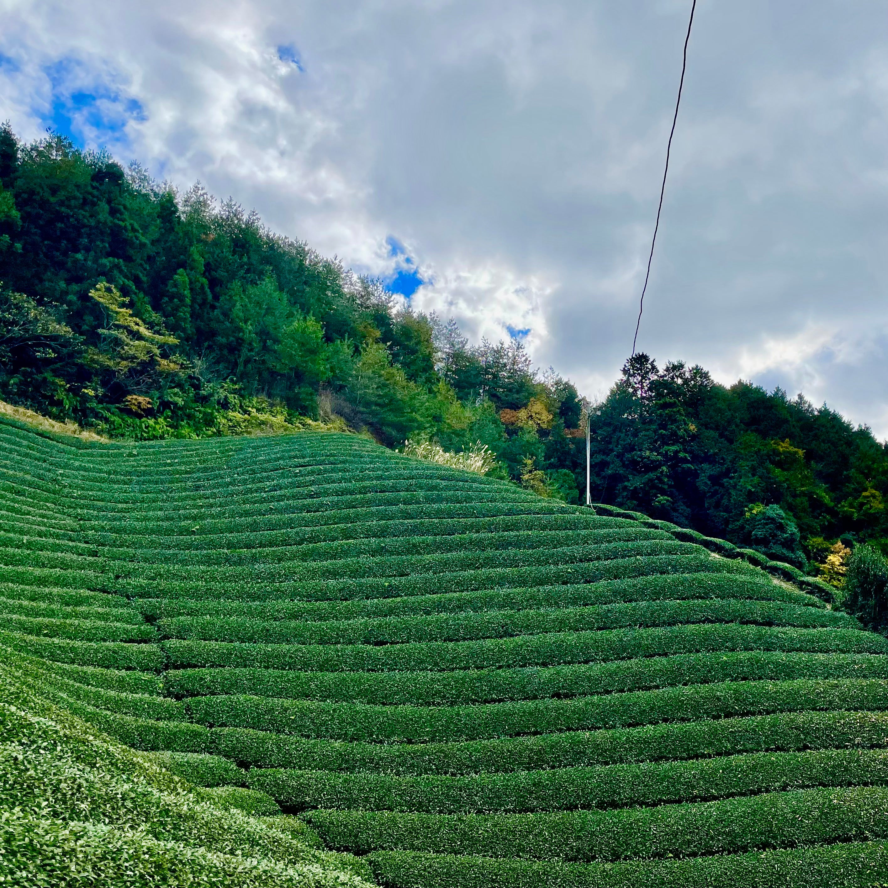 Uji Premium Grade Matcha